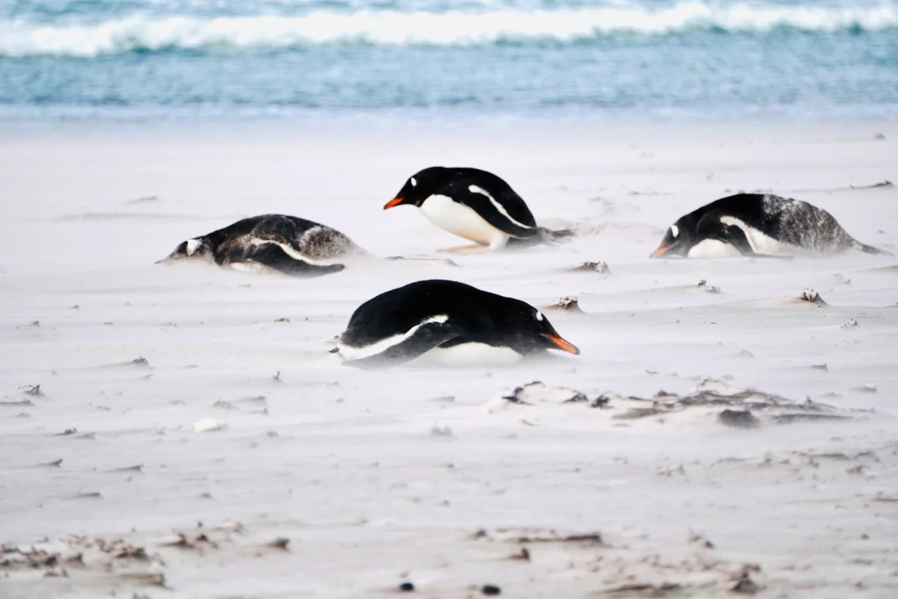 Gentoo penguins napping on the beach in Gypsy Cove