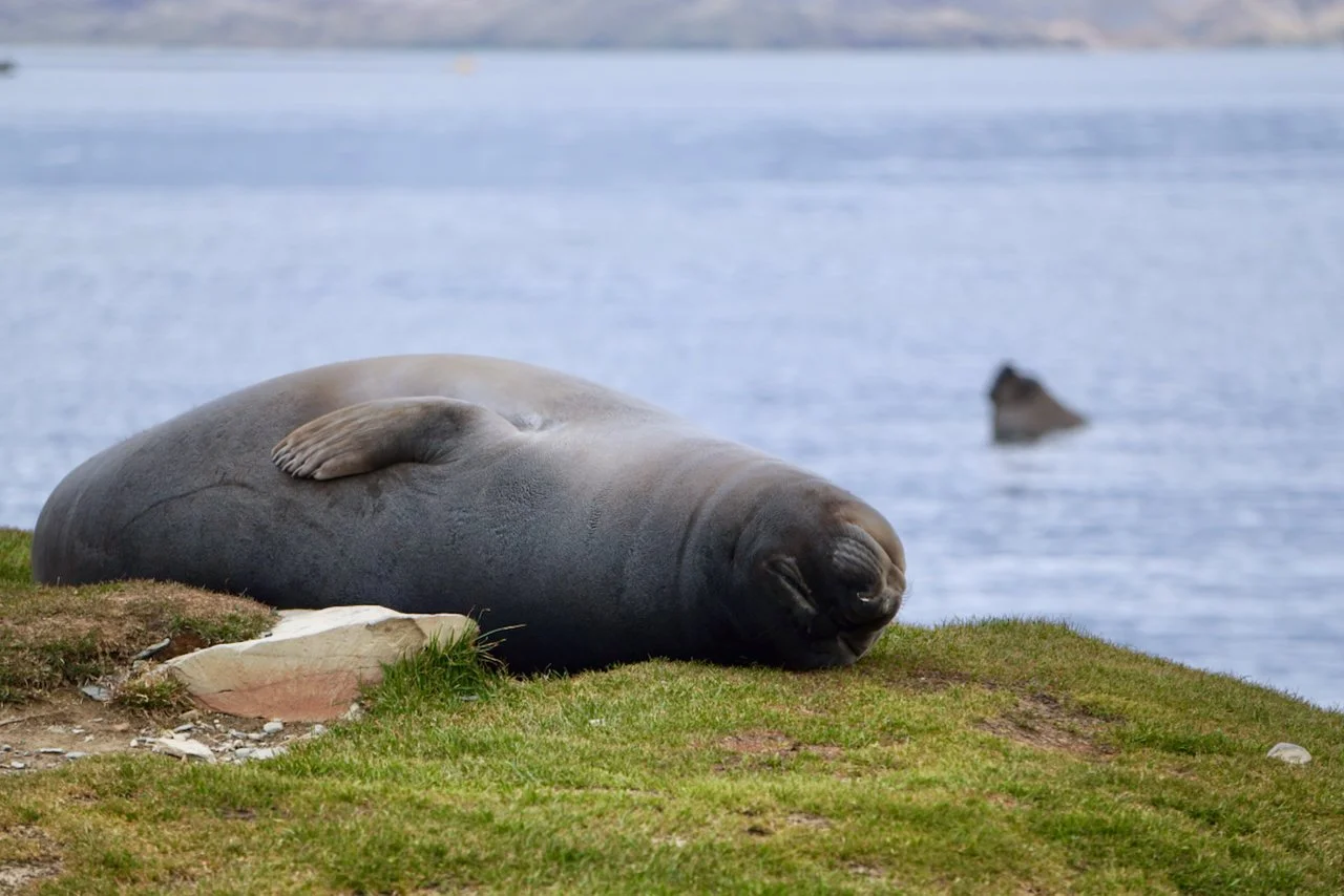 Grytviken South Georgia - 80.jpeg