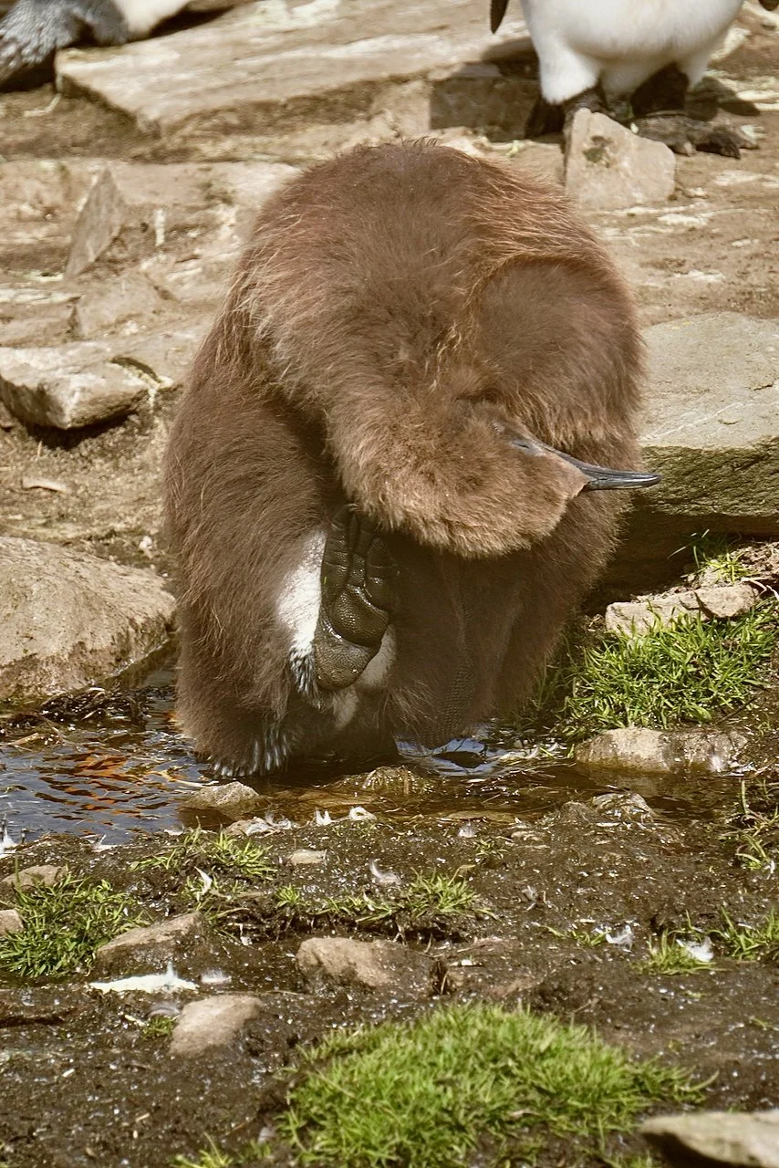 Falklands - 107.jpeg