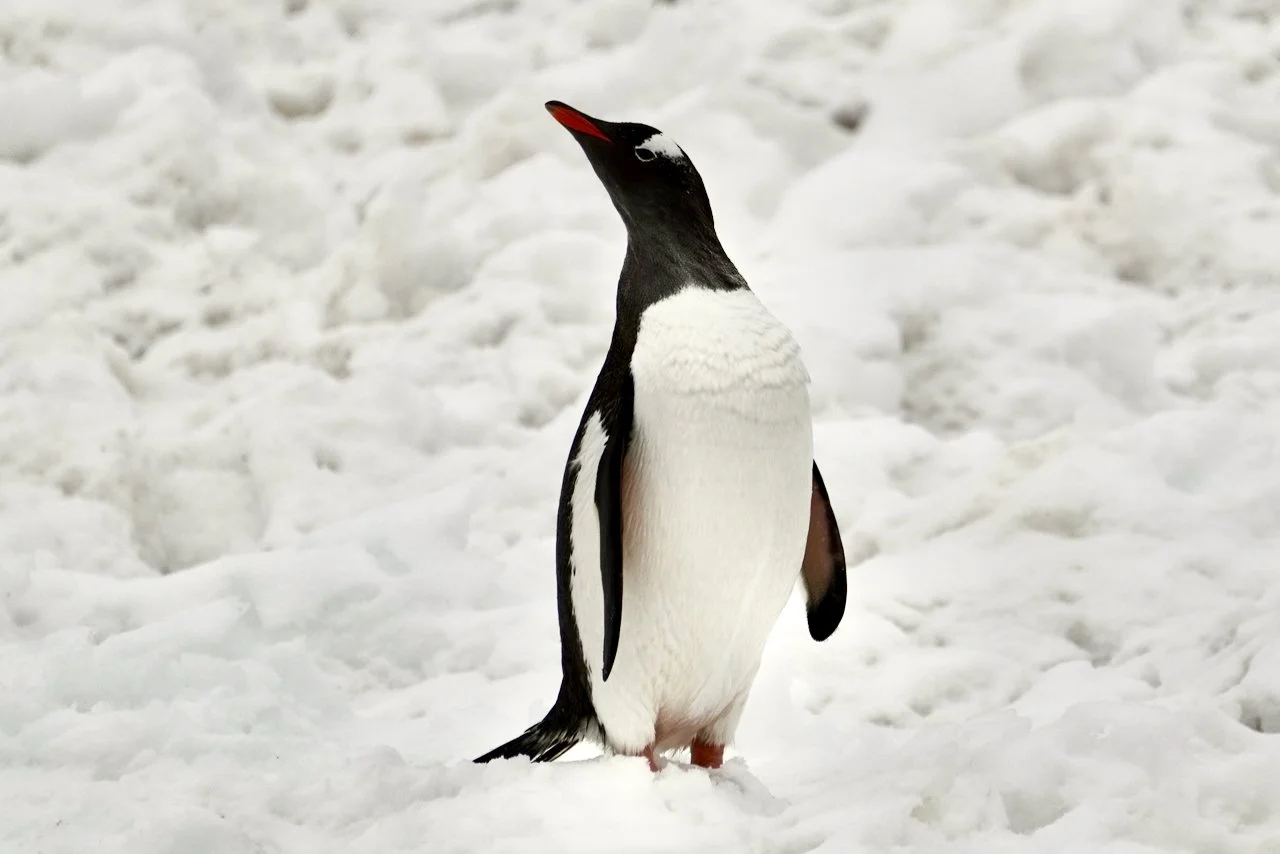 Half Moon Bay Antarctica - 87.jpeg