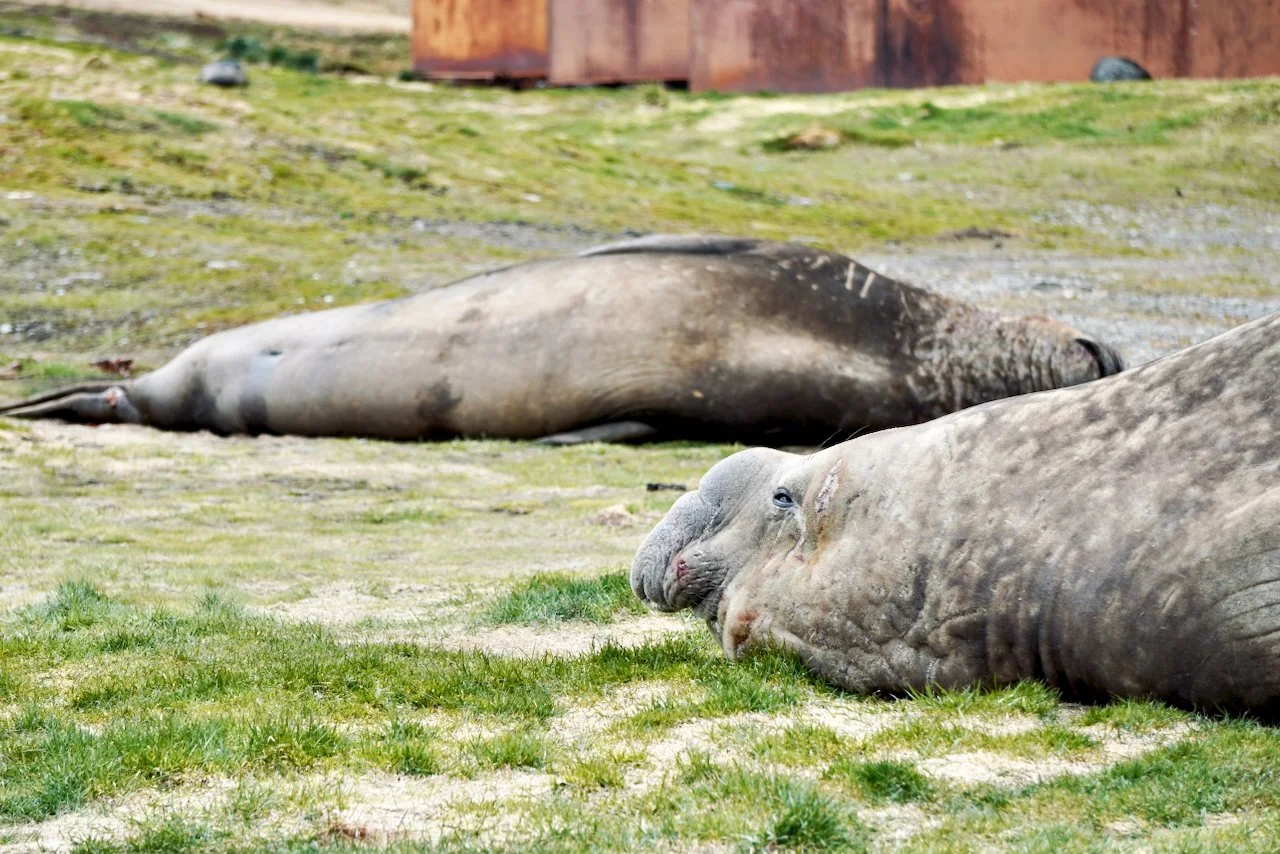 Grytviken South Georgia - 21.jpeg