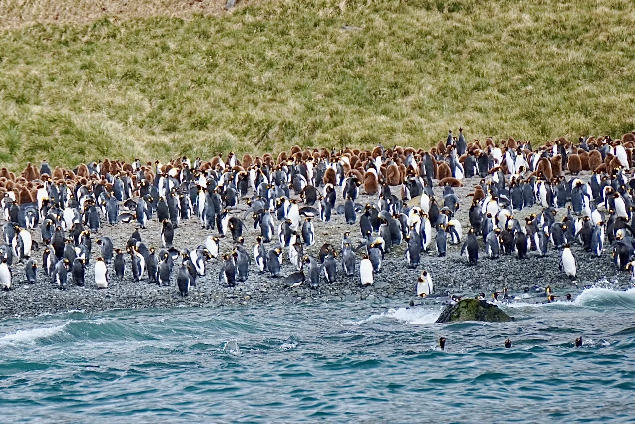 Royal Bay South Georgia - 7.jpeg
