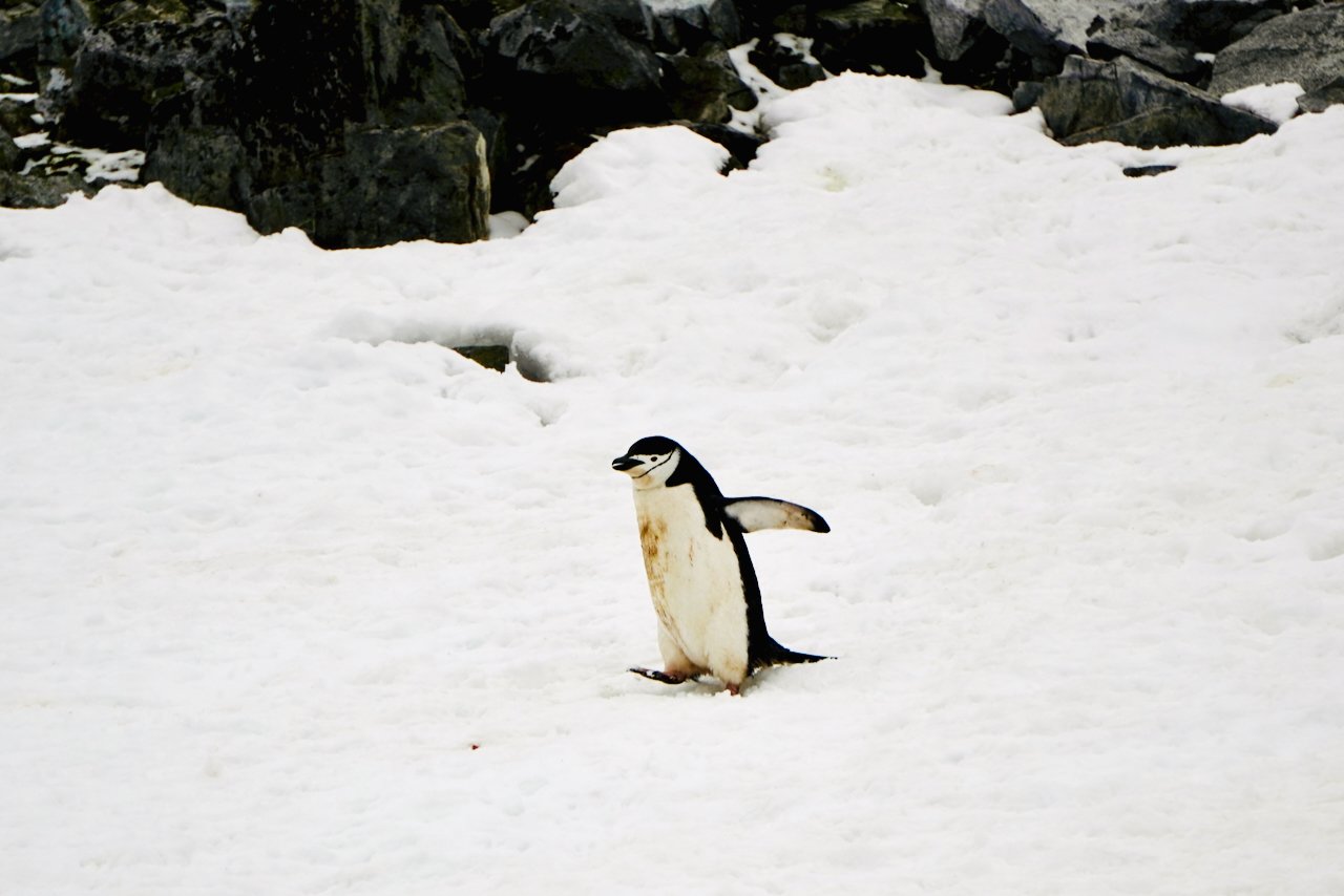 Half Moon Bay Antarctica - 45.jpeg