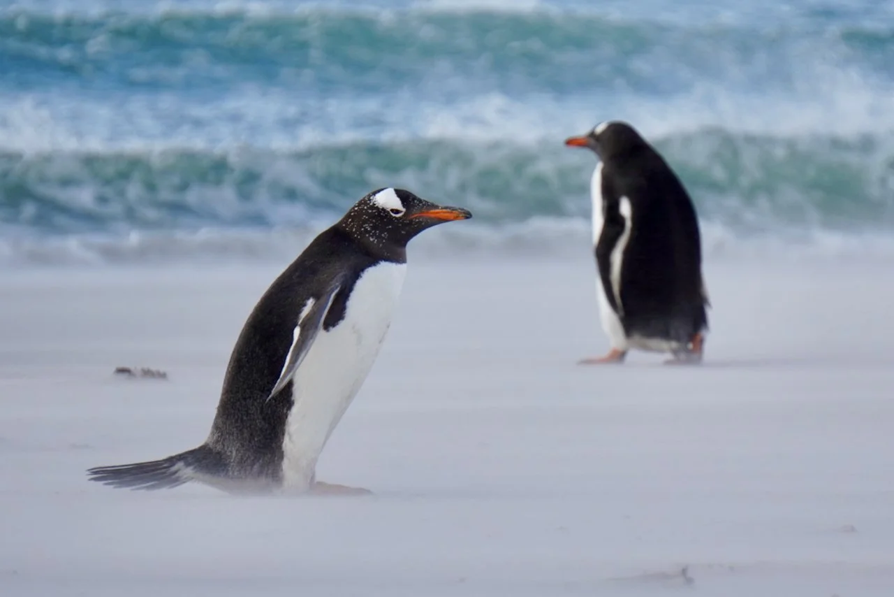 Falklands - 161.jpeg