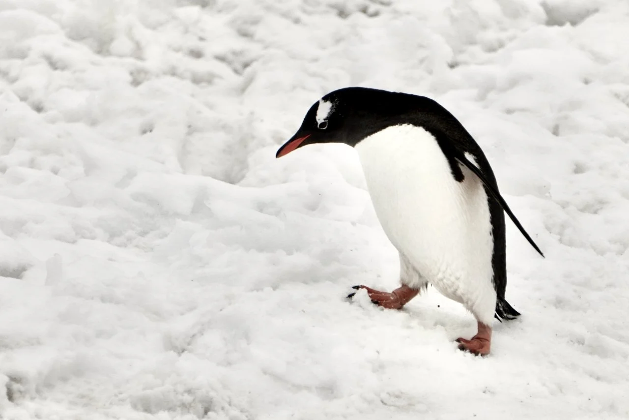Half Moon Bay Antarctica - 86.jpeg