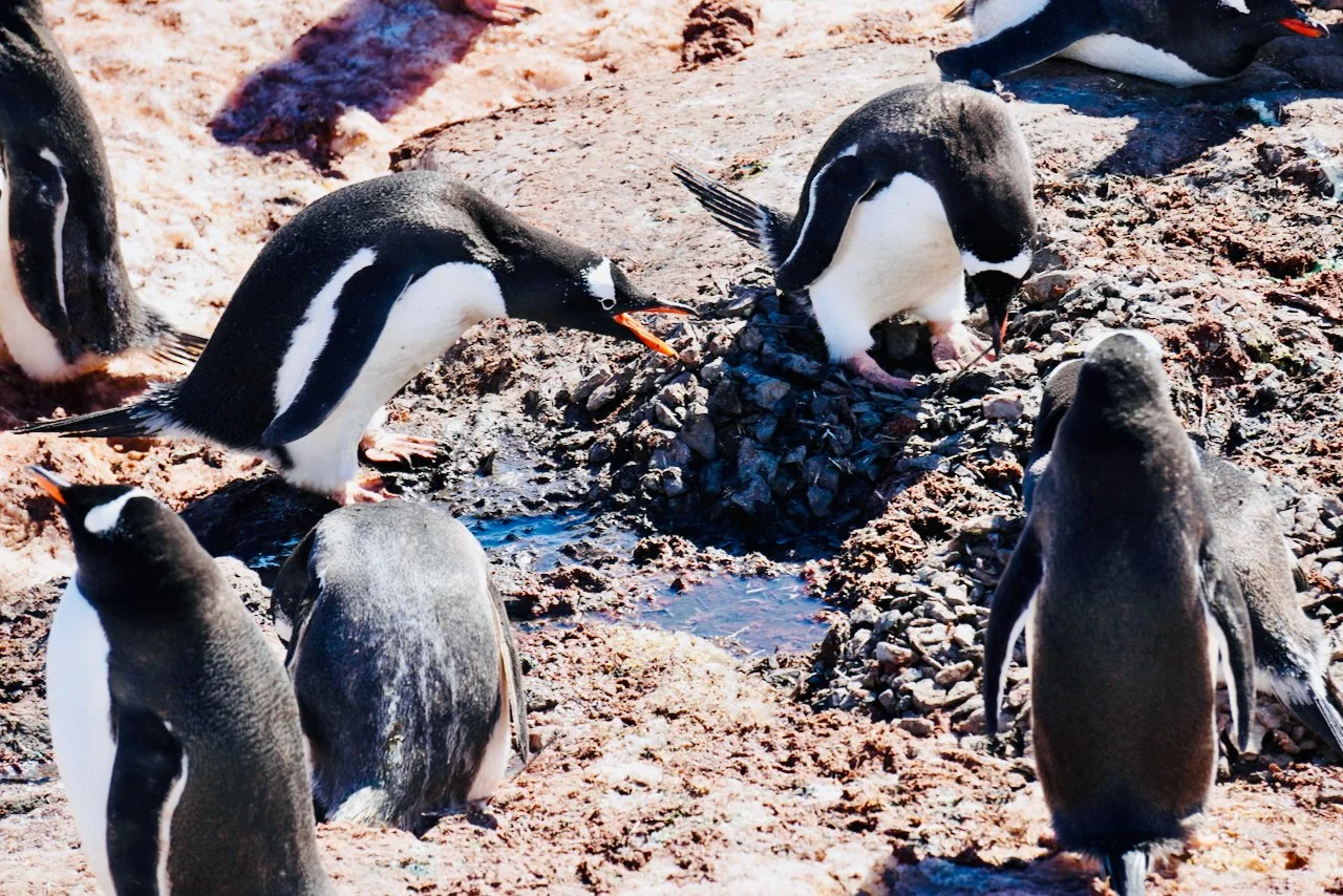 Brown Station Paradise Harbour - 40.jpeg