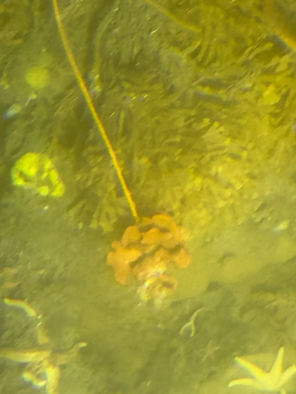 Half Moon Bay R2 - 6.jpeg