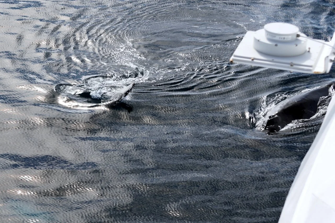 Elephant Island Sea Ice Humpback + Fin Whales - 137.jpeg