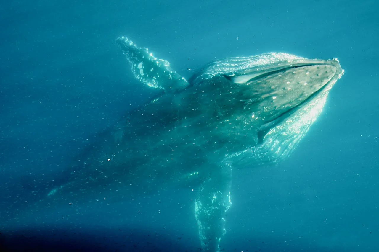 Elephant Island Sea Ice Humpback + Fin Whales - 92.jpeg