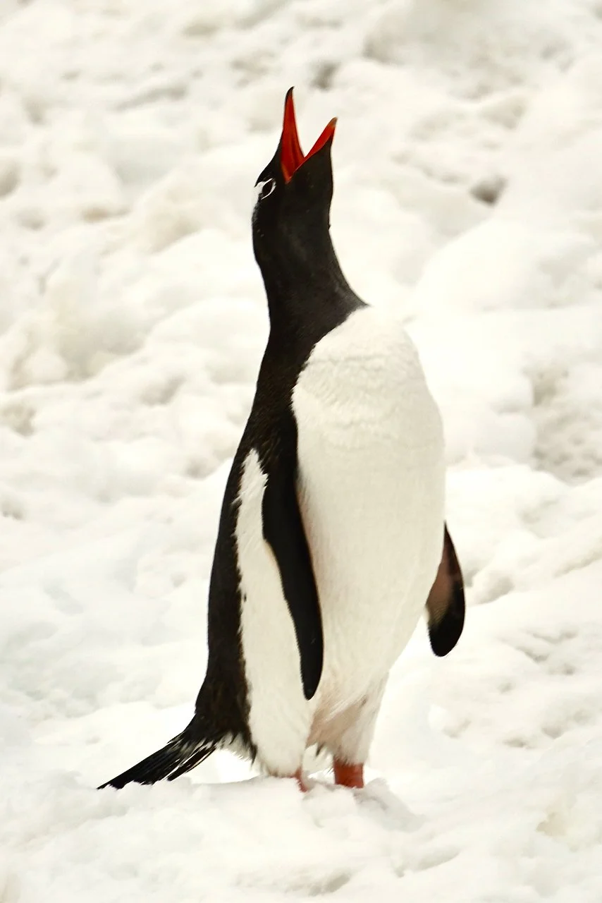 Half Moon Bay Antarctica - 88.jpeg