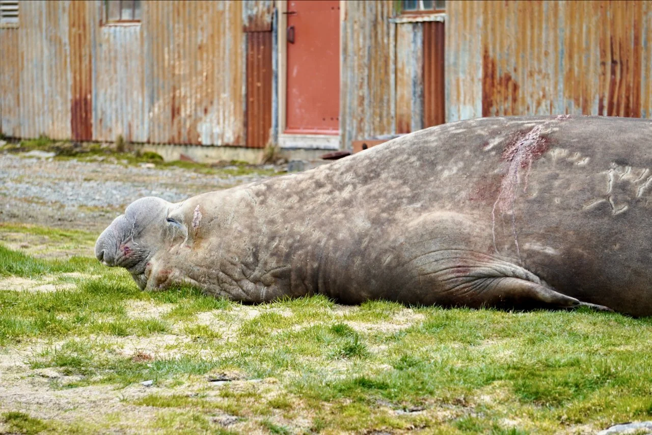 Grytviken South Georgia - 24.jpeg