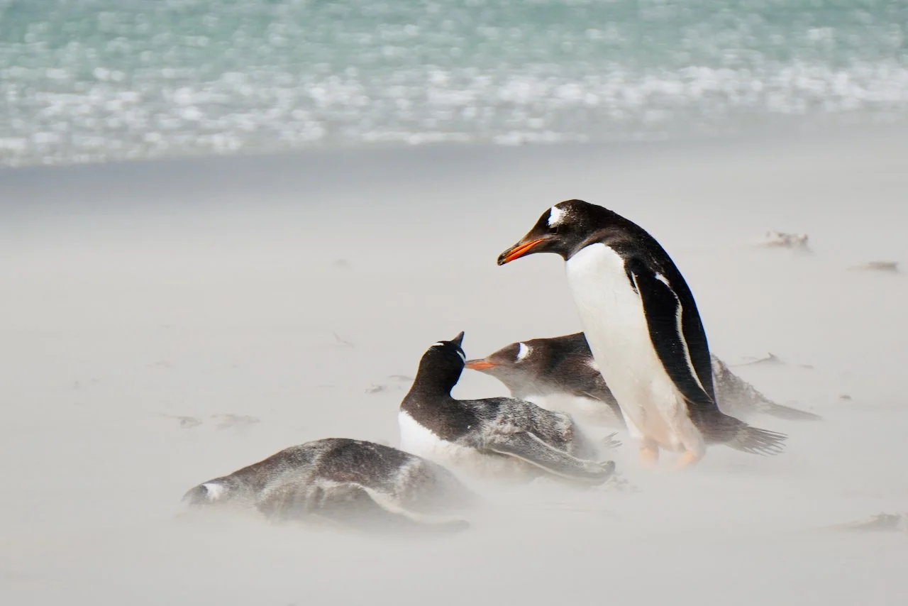 Falklands - 178.jpeg