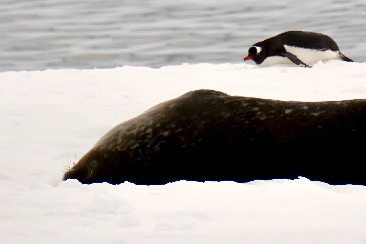 fur seal sleeping