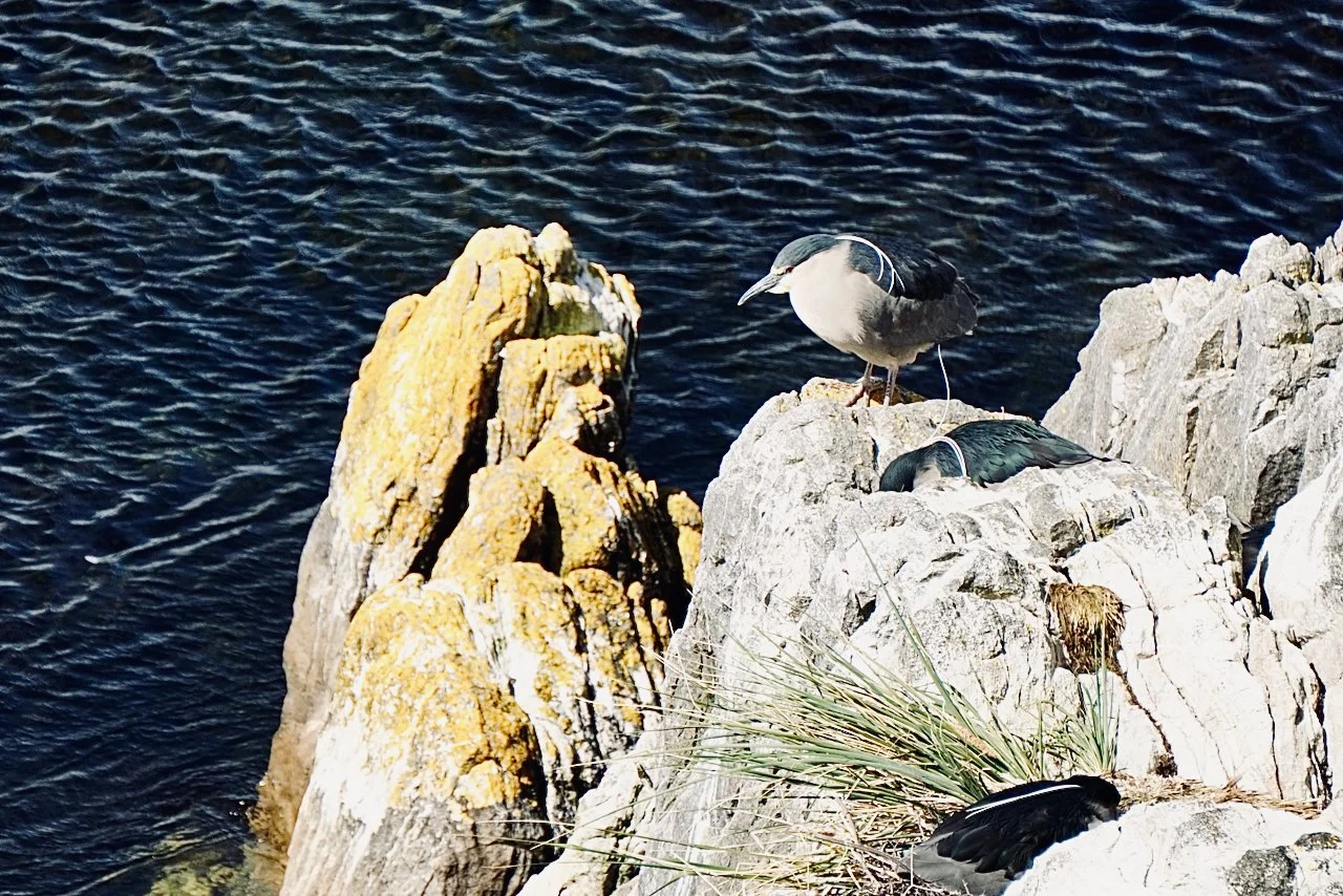 Falklands - 200.jpeg