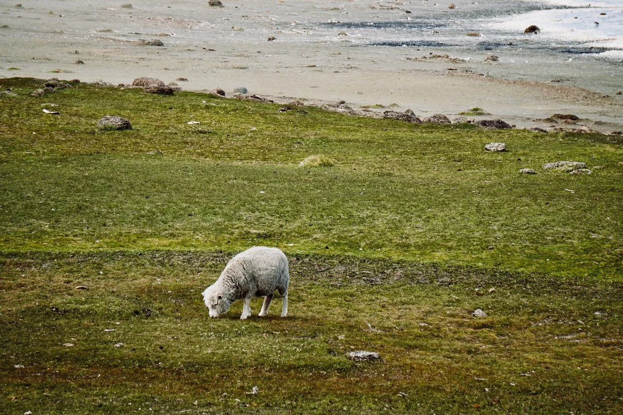 Falklands - 120.jpeg