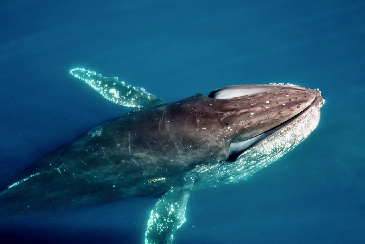 Elephant Island Sea Ice Humpback + Fin Whales - 94.jpeg
