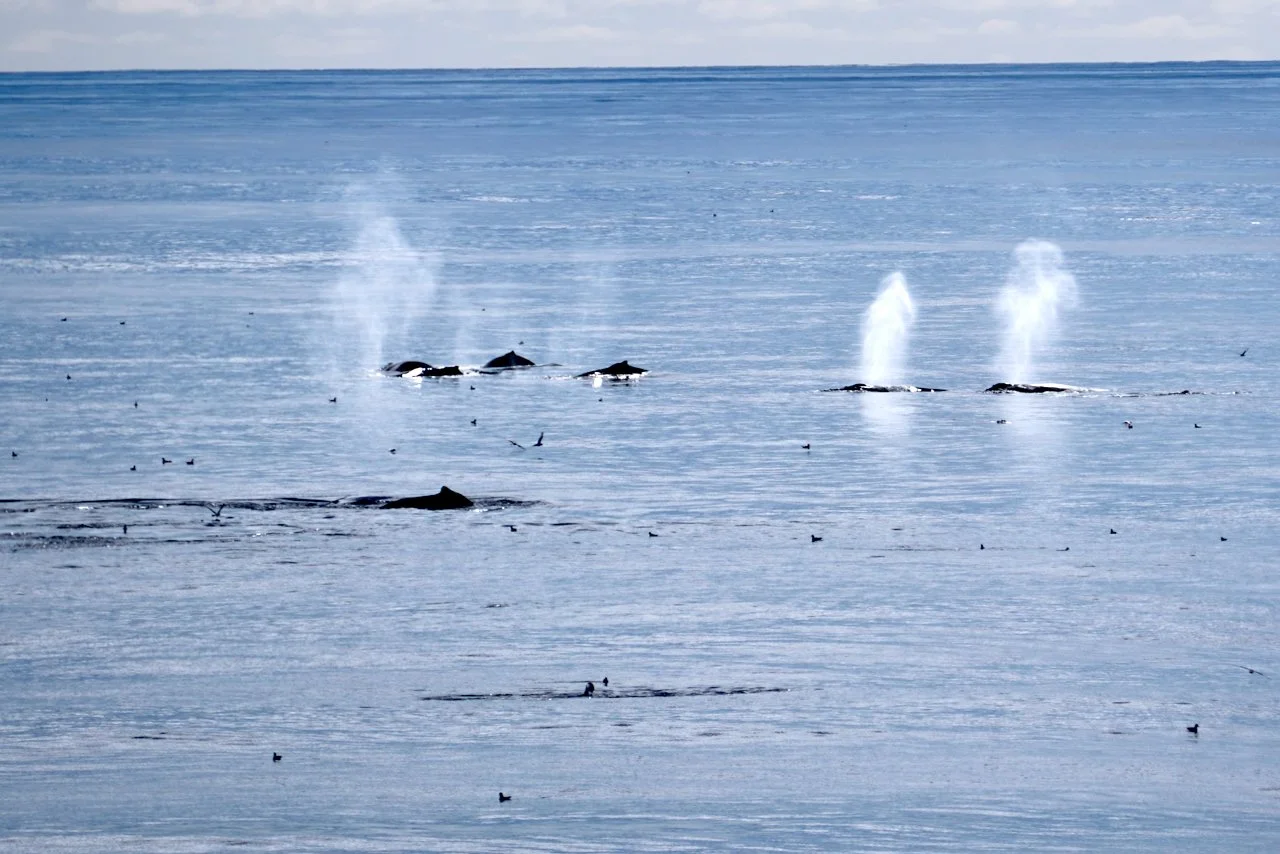 The whale blows reminded me of fireworks going off at a baseball stadium. It was wild! 