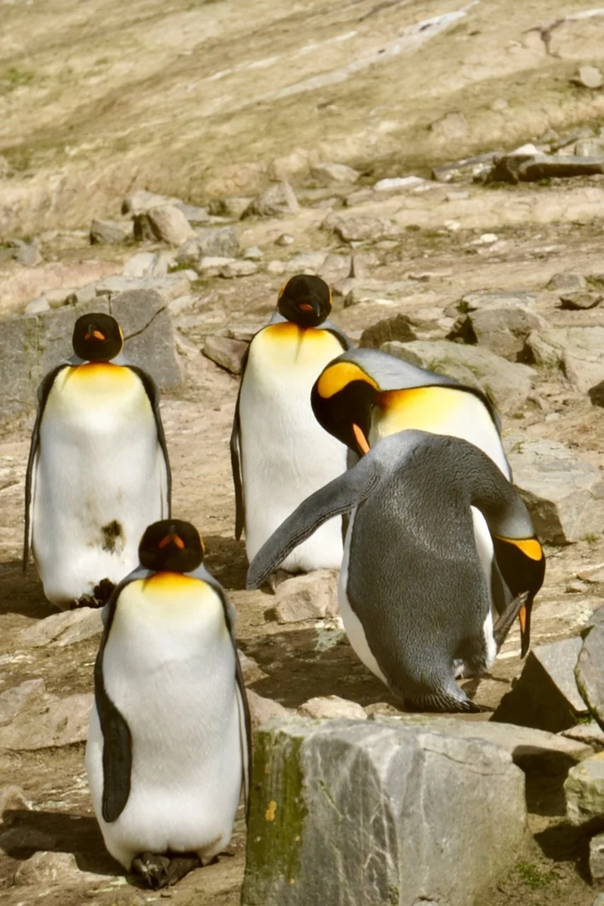 Falklands - 103.jpeg