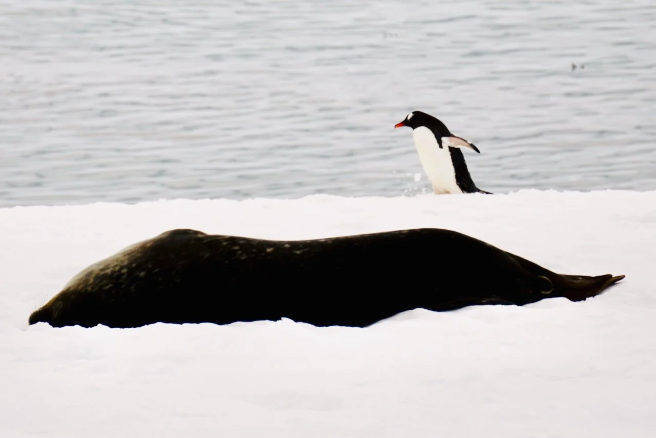 fur seal sleeping