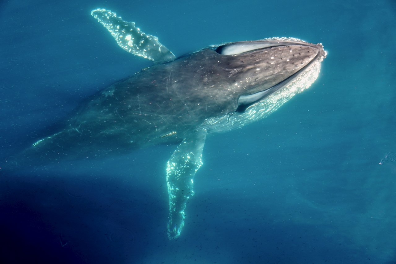 Elephant Island Sea Ice Humpback + Fin Whales - 93.jpeg