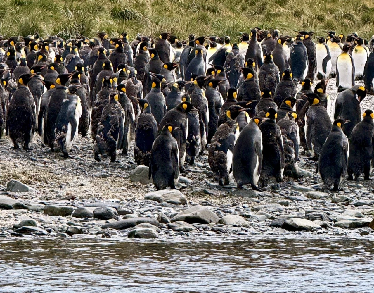 It wasn't until we saw this photo that we realized there were so many juveniles going through their catastrophic molt. 