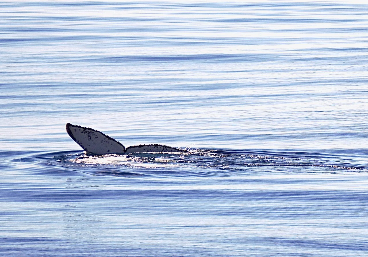 Elephant Island Sea Ice Humpback + Fin Whales - 66.jpeg
