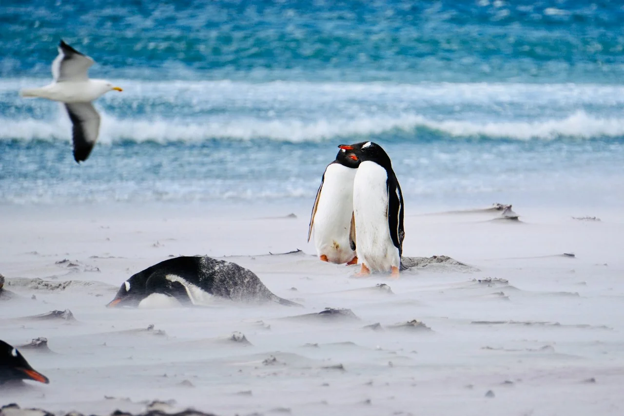 Falklands - 145.jpeg