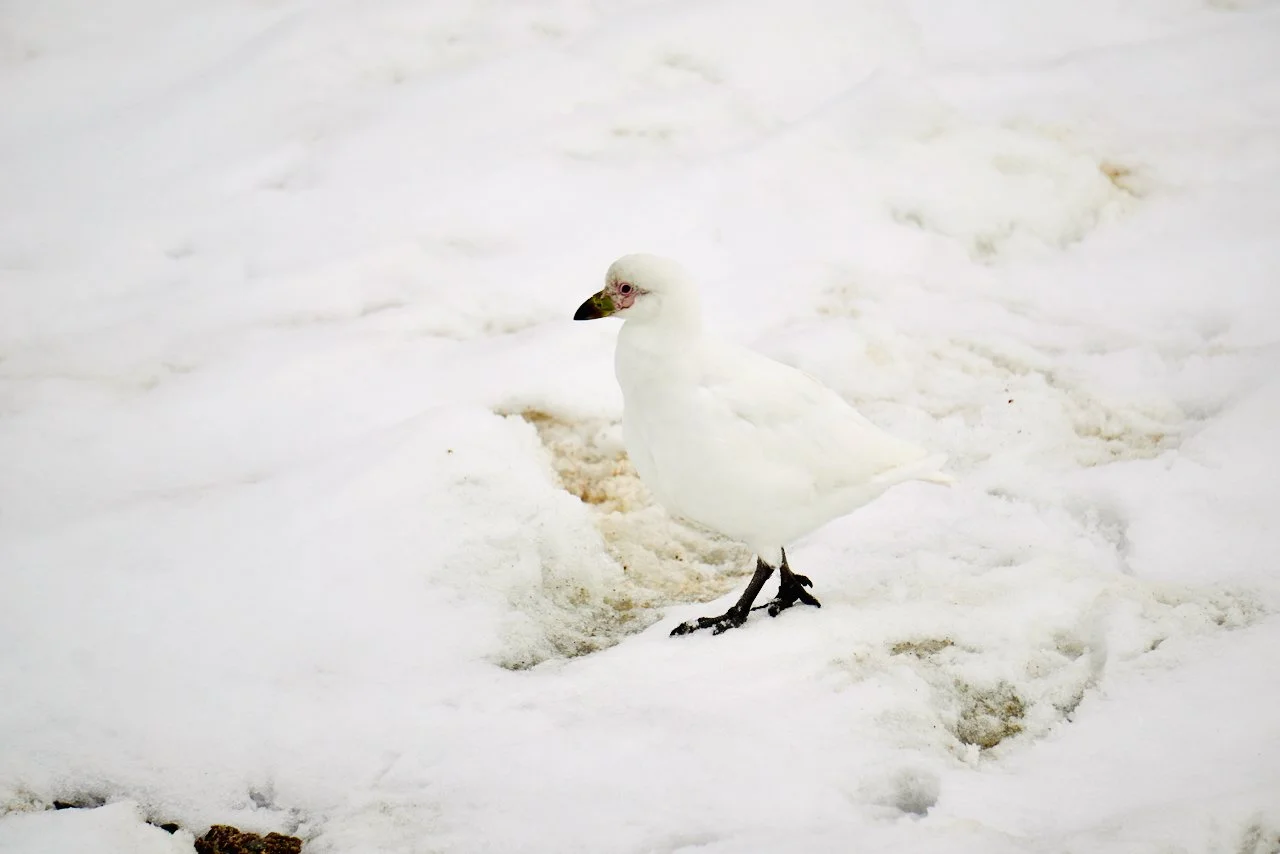 DHainaut Island Mikkelson Harbour - 90.jpeg