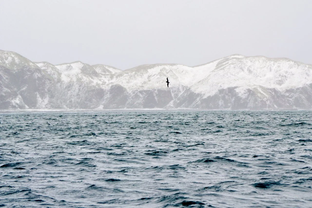 Fortuna Bay South Georgia - 12.jpeg