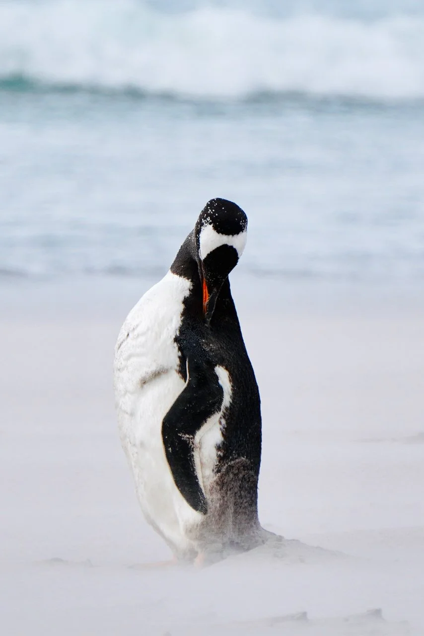 Falklands - 131.jpeg