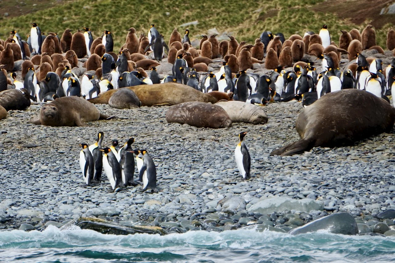 Royal Bay South Georgia - 21.jpeg