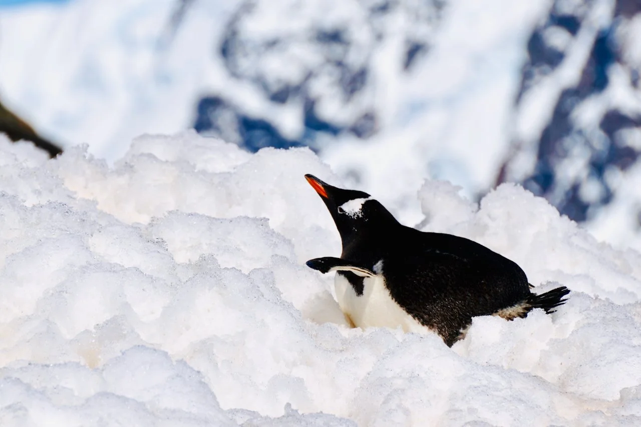 Brown Station Paradise Harbour - 52.jpeg