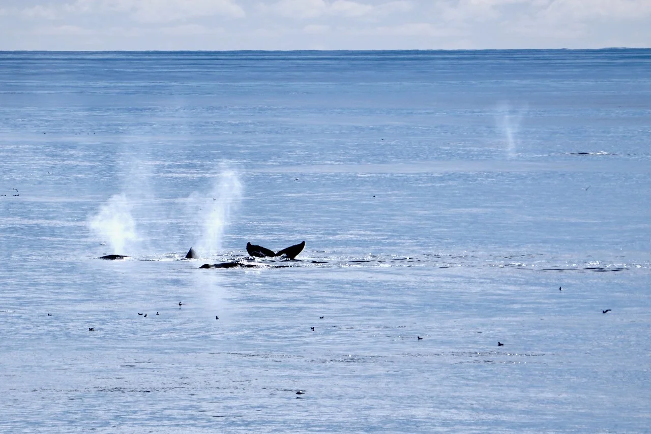 Elephant Island Sea Ice Humpback + Fin Whales - 113.jpeg