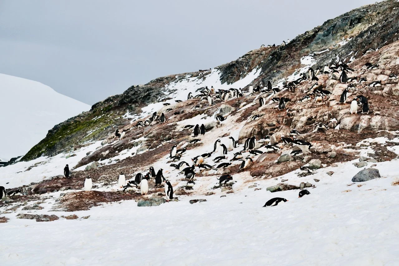 DHainaut Island Mikkelson Harbour - 33.jpeg