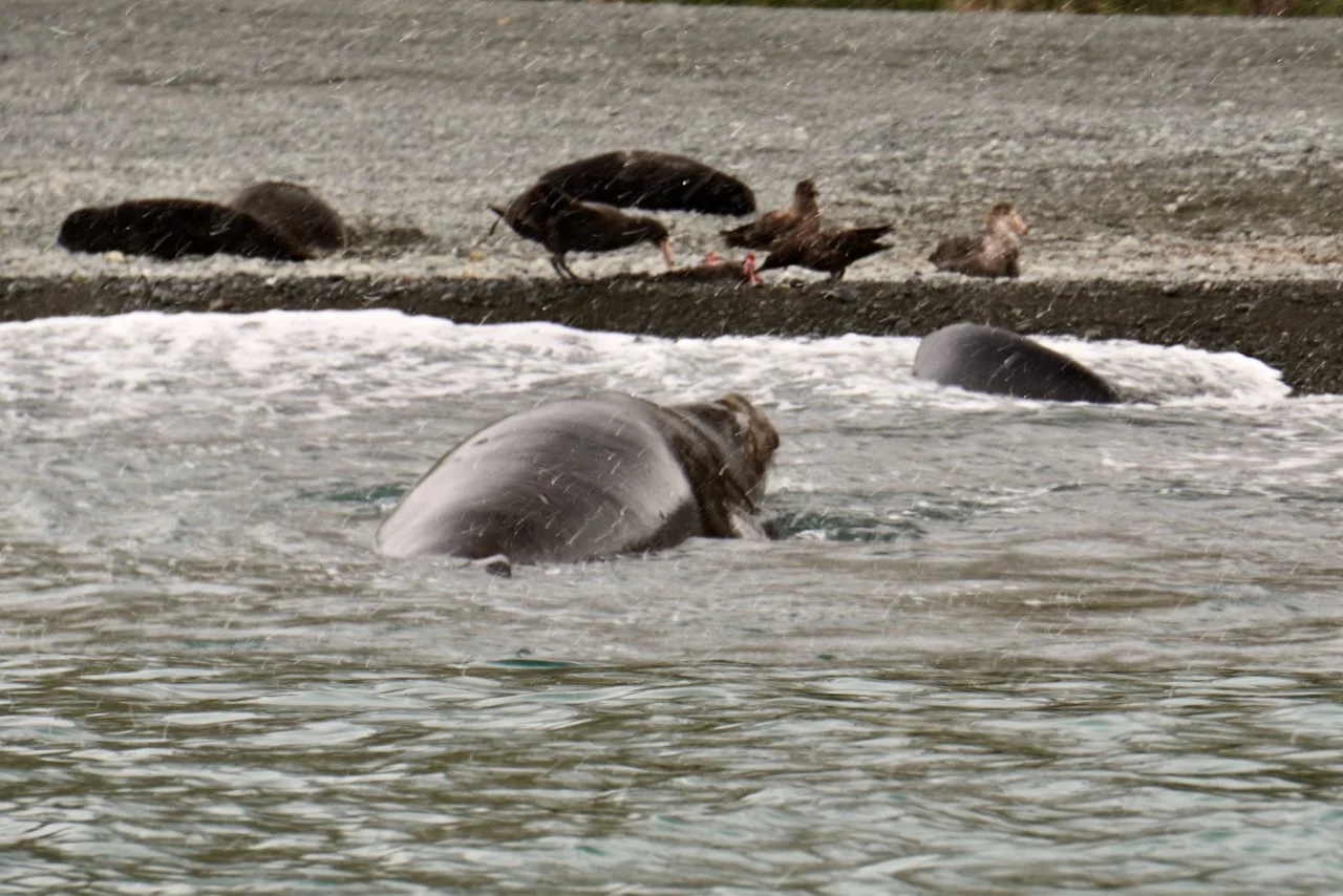 Fortuna Bay South Georgia - 38.jpeg