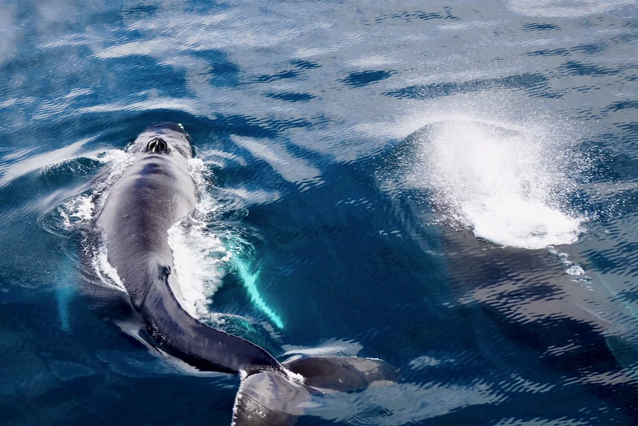 Elephant Island Sea Ice Humpback + Fin Whales - 139.jpeg