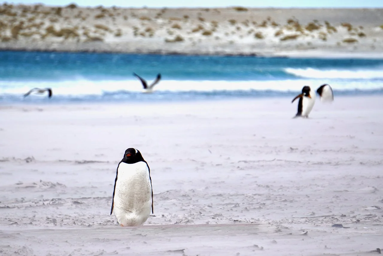 Falklands - 133.jpeg