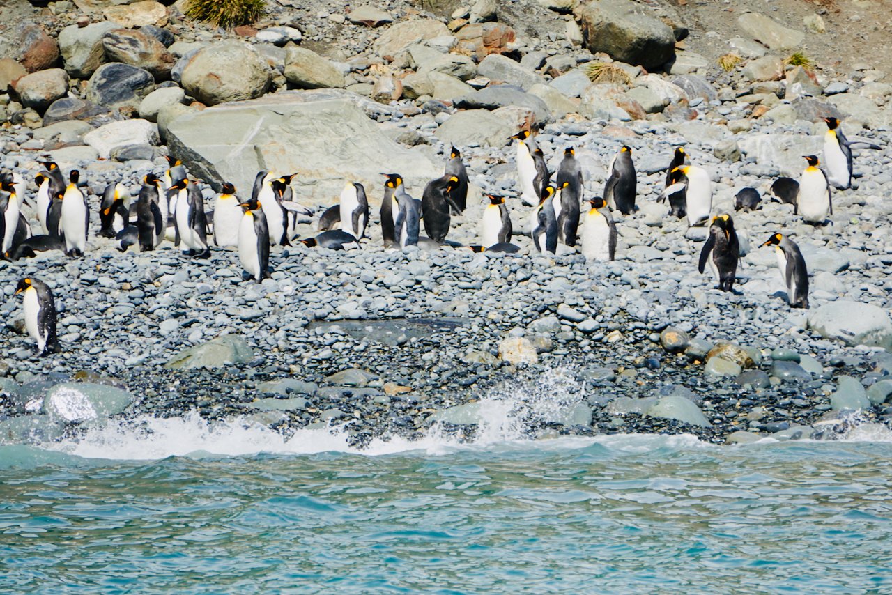 Royal Bay South Georgia - 30.jpeg