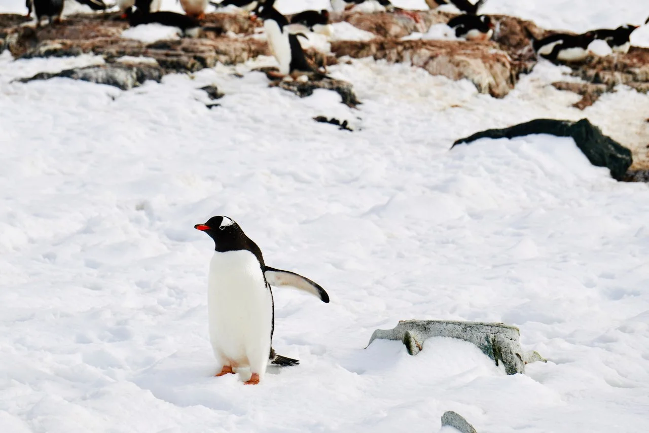 DHainaut Island Mikkelson Harbour - 18.jpeg