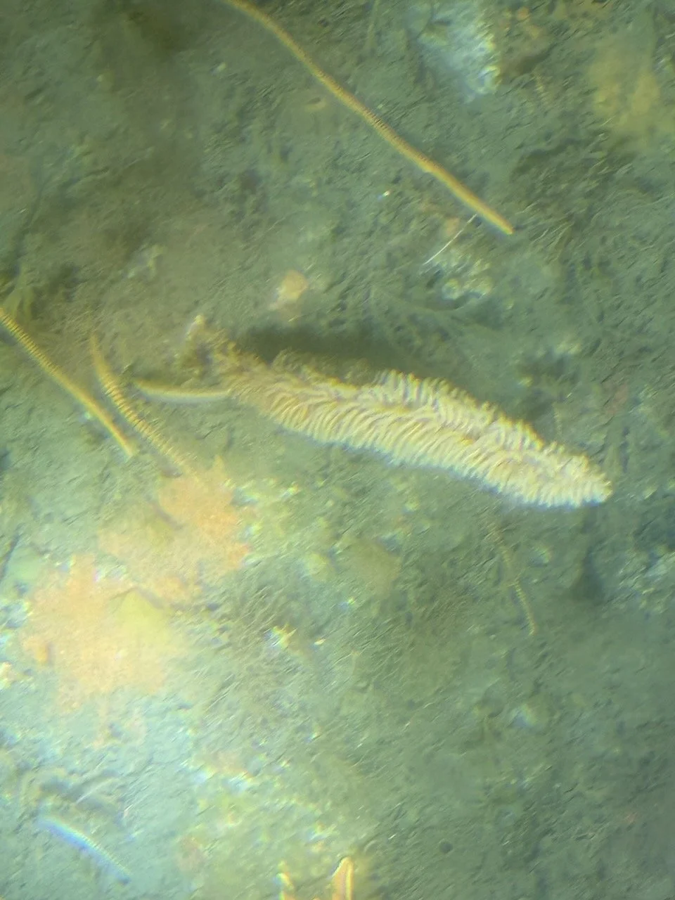 Half Moon Bay R2 - 1.jpeg