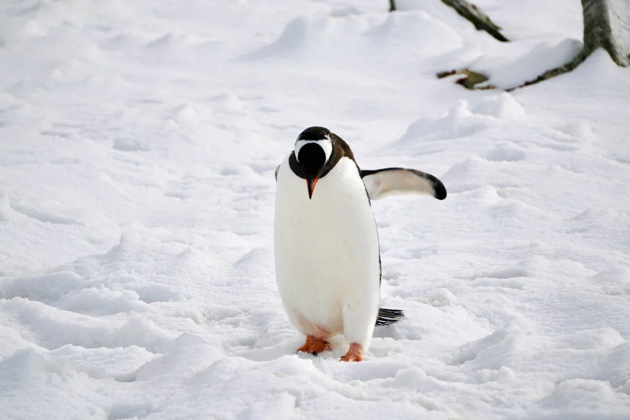 DHainaut Island Mikkelson Harbour - 21.jpeg