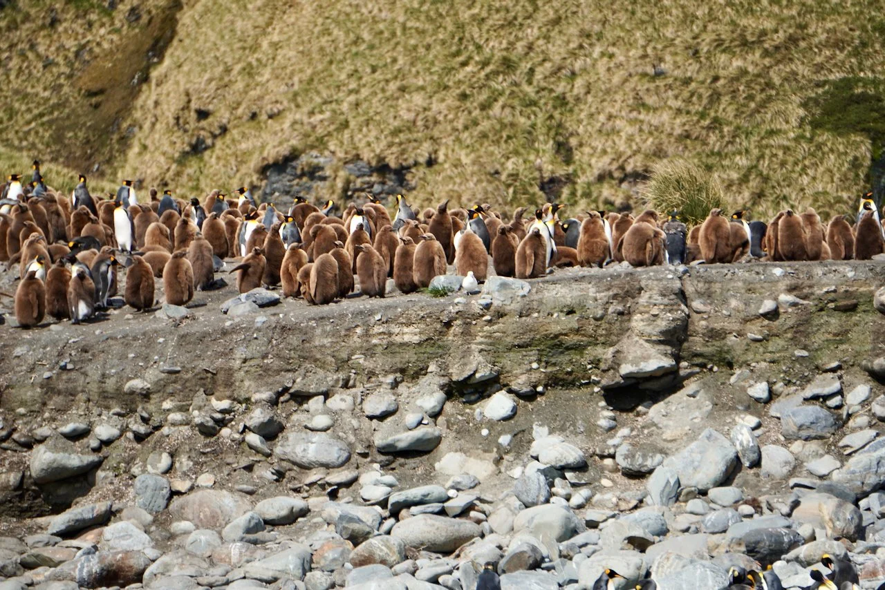 Royal Bay South Georgia - 38.jpeg