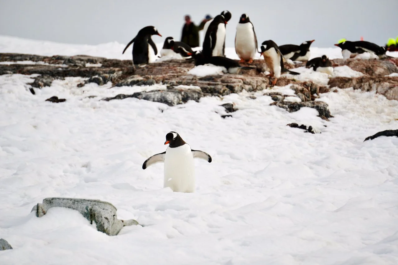DHainaut Island Mikkelson Harbour - 17.jpeg