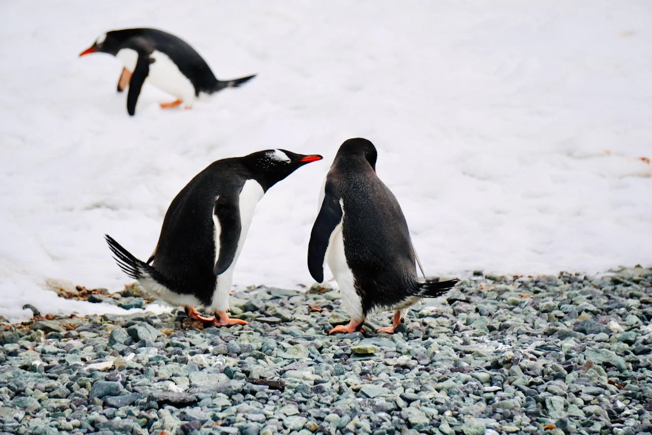 DHainaut Island Mikkelson Harbour - 112.jpeg