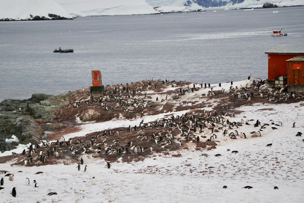 DHainaut Island Mikkelson Harbour - 49.jpeg