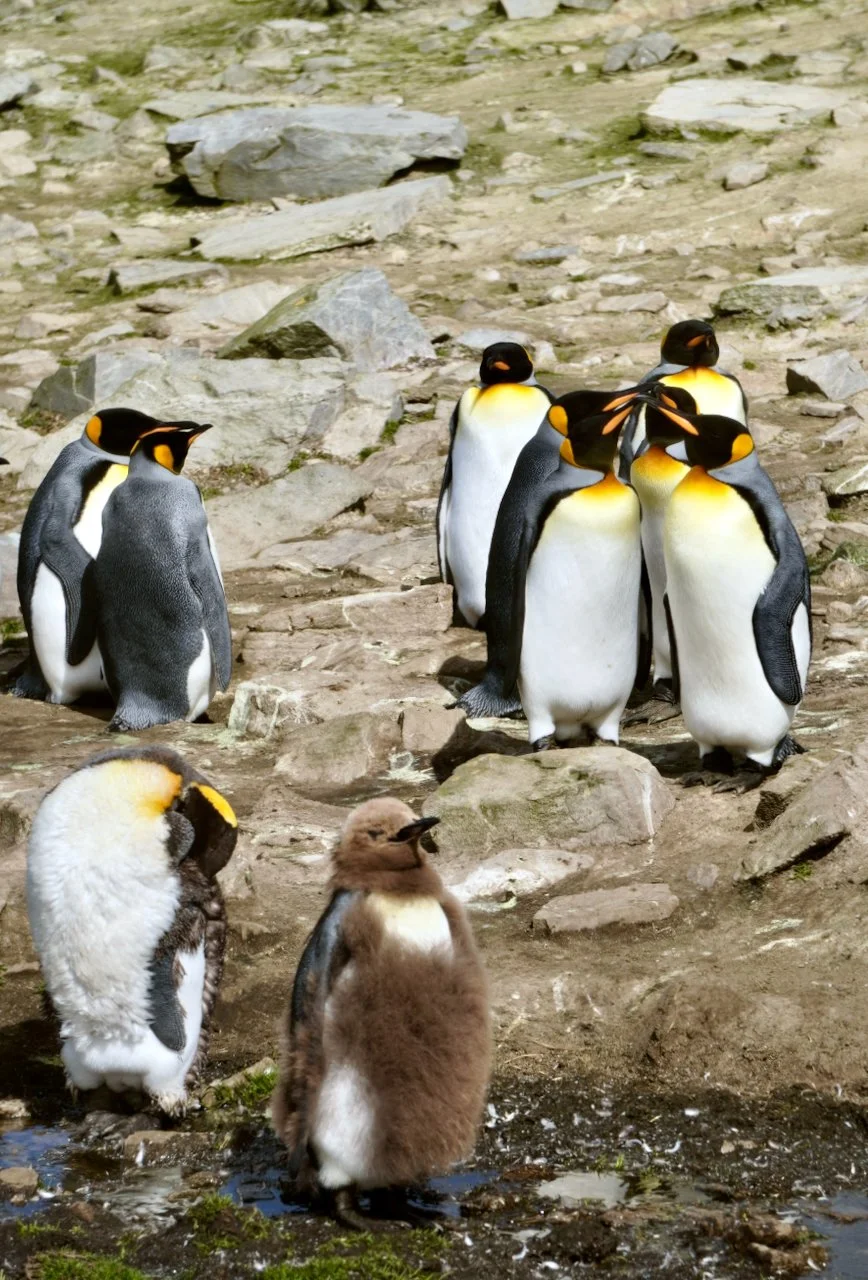 Falklands - 106.jpeg