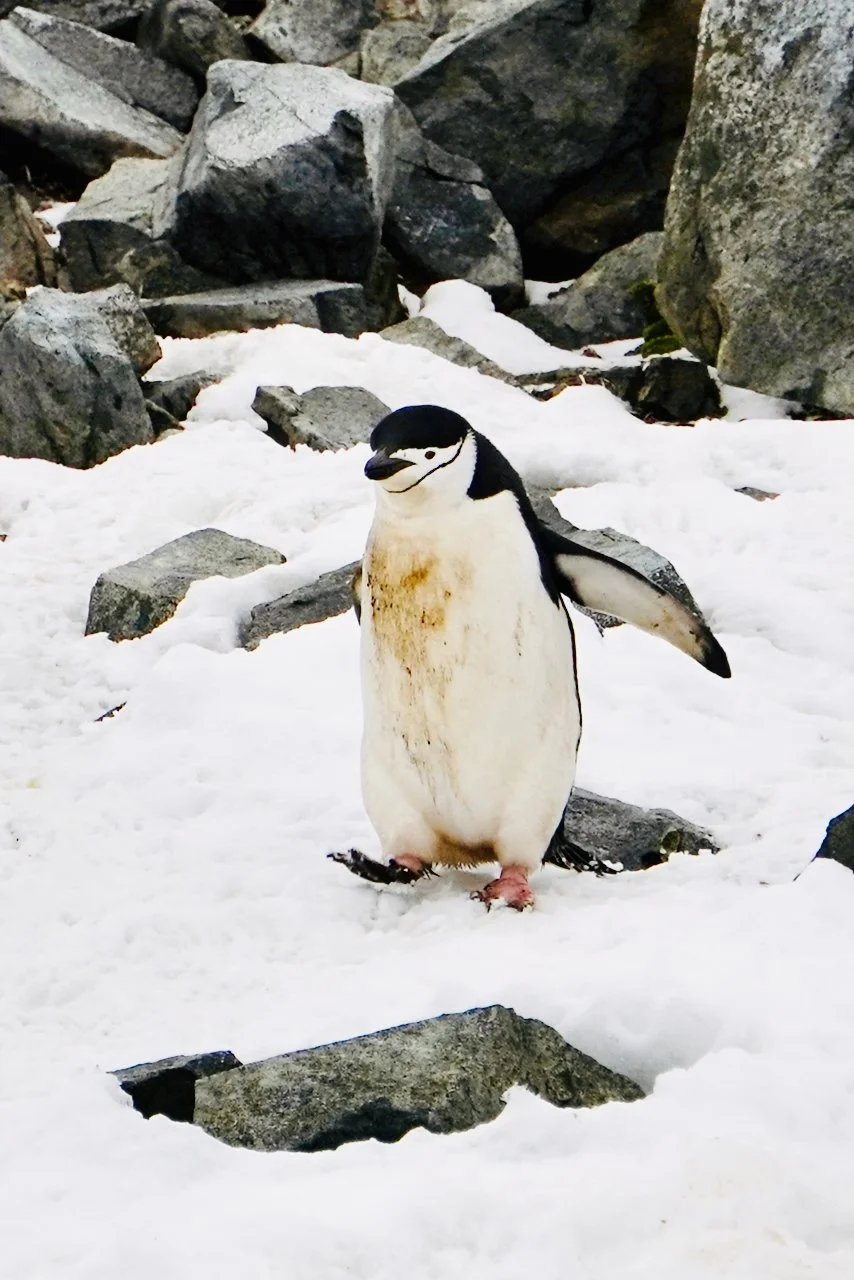 Half Moon Bay Antarctica - 39.jpeg