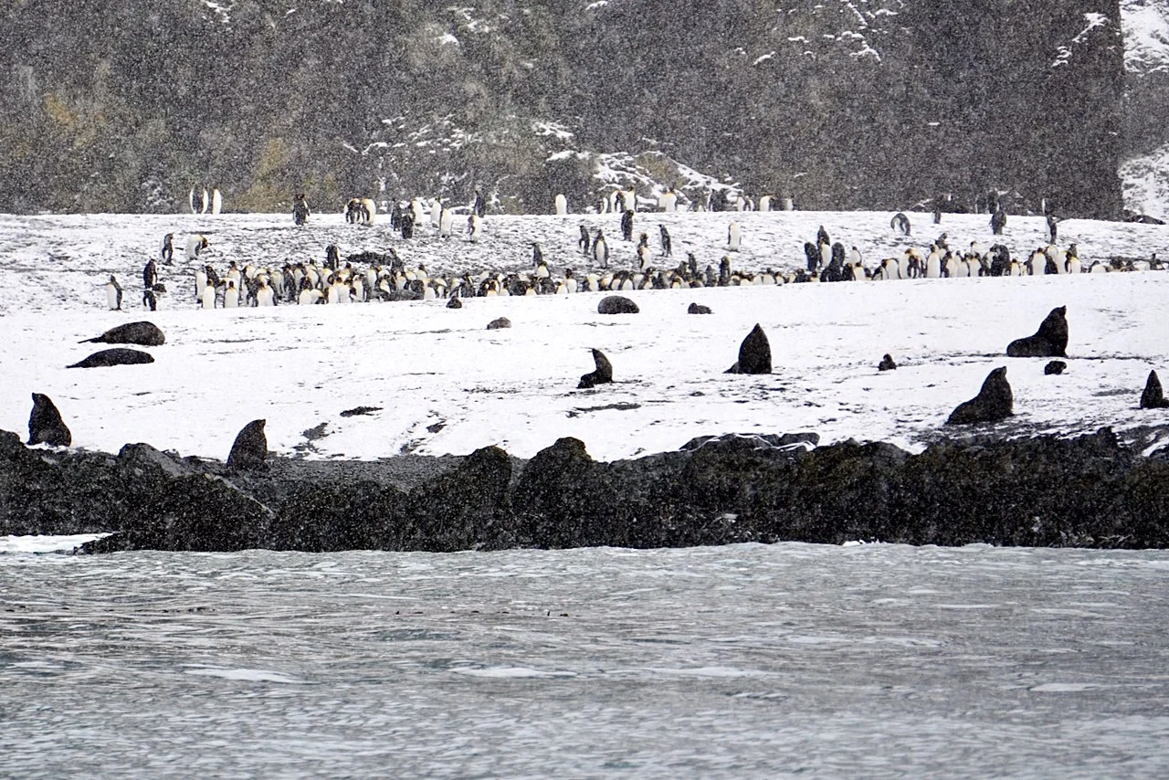 Fortuna Bay South Georgia - 7.jpeg