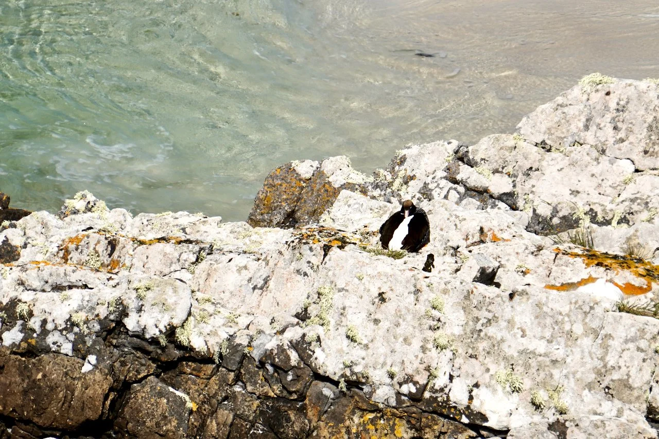 Falklands - 199.jpeg