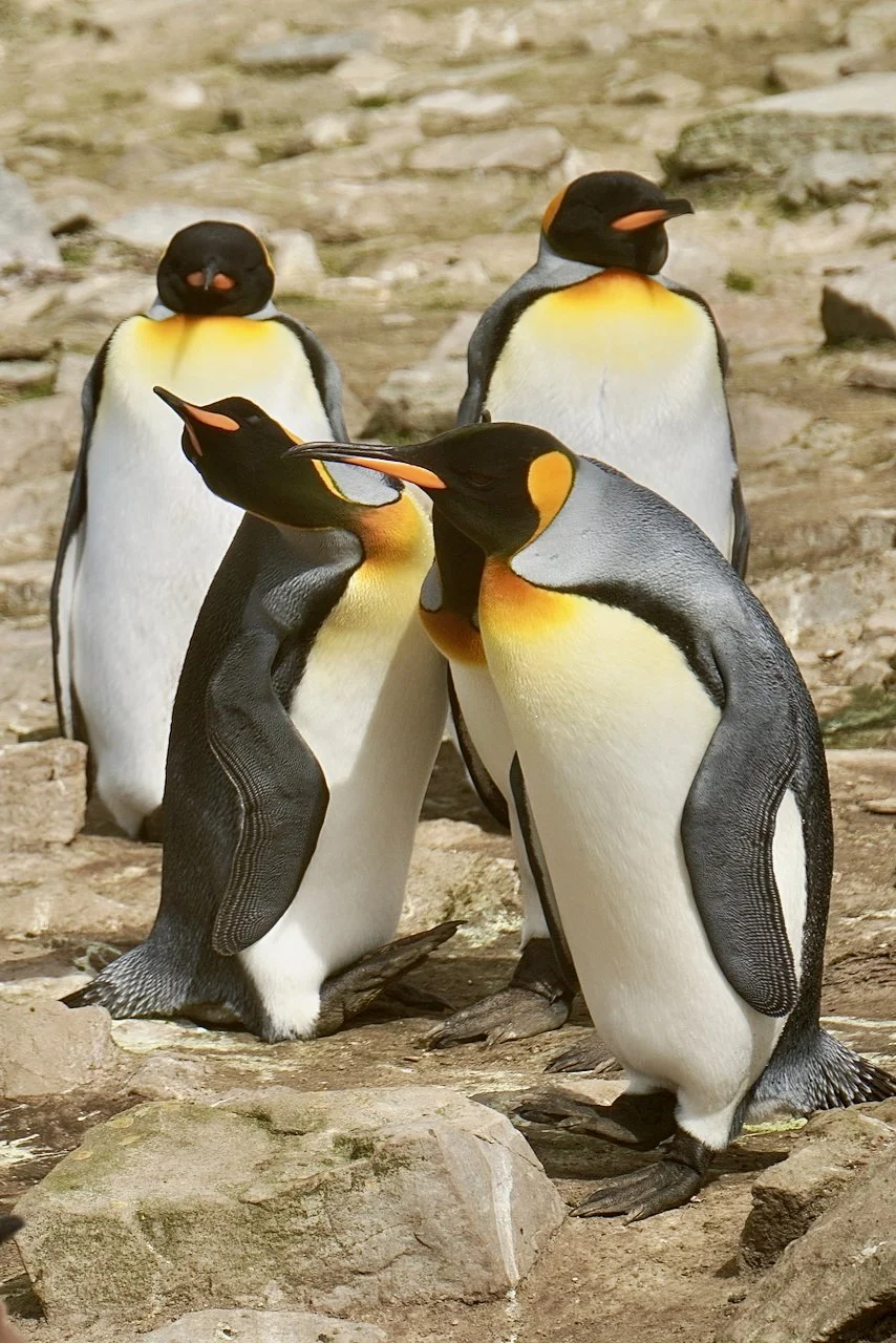 Falklands - 113.jpeg